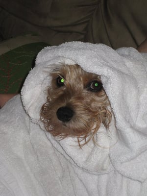 Waffles loves fluffy towels!