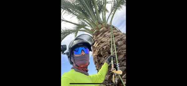 Date palm tree trimming.