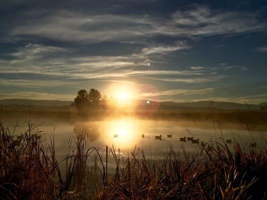 Sun rise over duck pond.