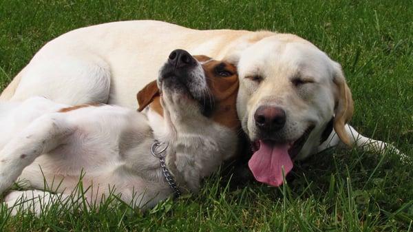 Training and/or Boarding that is enjoyable for both you and your dog