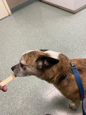 Buddy enjoying his medication with peanut butter.