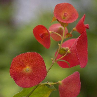 Holmskioldia sanguinea 'Copper Flower' - easy to grow in SoCal and atttacts butterflies and hummingbirds!