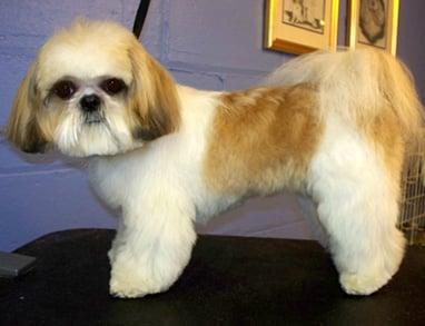 *NOTE: THIS DOG WAS NOT GROOMED BY STRAWBERRY DOG* This is how a professional groomer would clip a shih tzu.