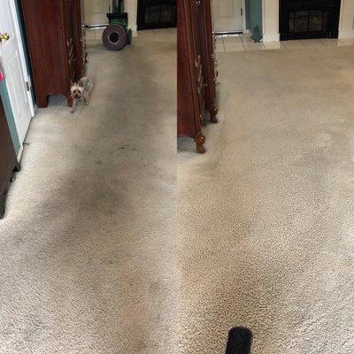 Side by side of dirty carpet and cleaned.