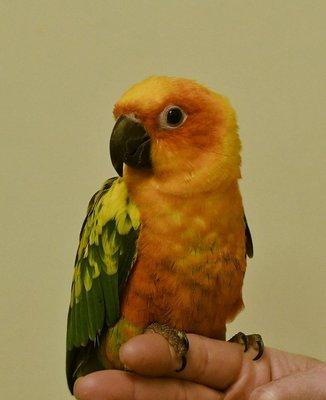 Sun Conure