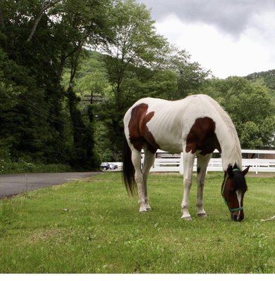 We are the only ones in Rockland County to offer trail rides through the magnificent Hudson Valley trails.