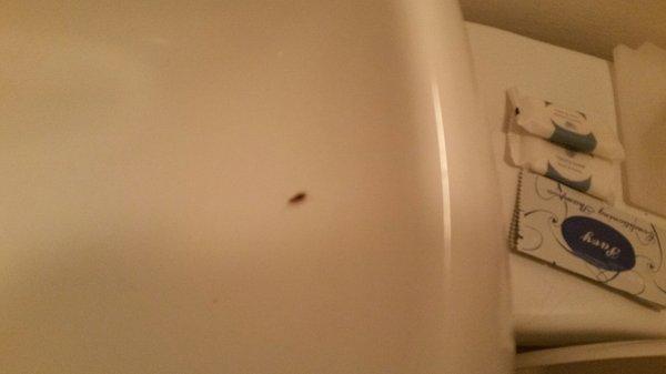 Roach in sink