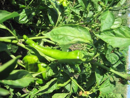 Some pepper from the farm