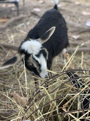 Fantastic Beiling Farm