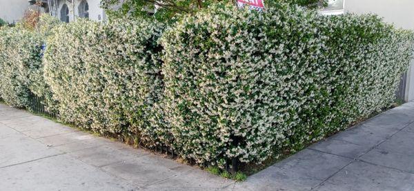 Privacy walls& Hedges