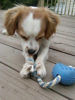 Louis a fun cavachon we have been caring for for years