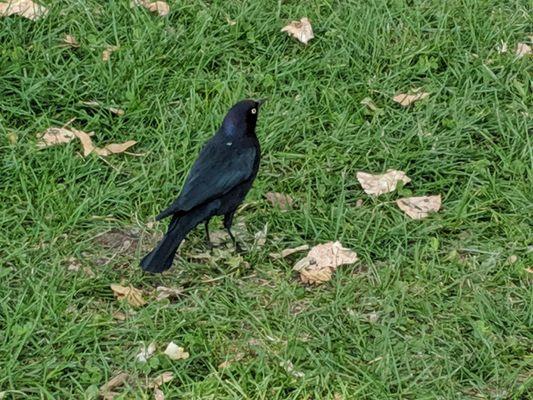 Instead of pigeons, there's blackbirds