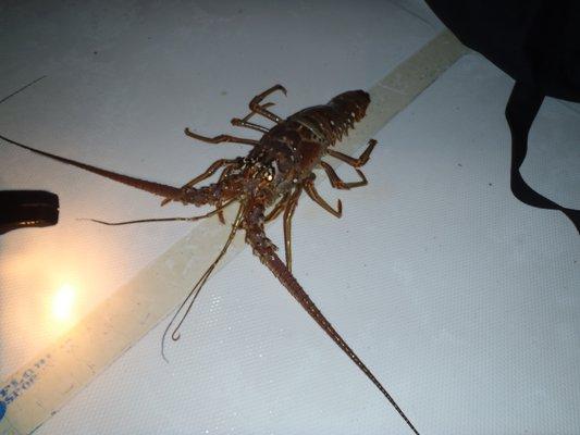 A Florida Keys lobster caught using the green light purchased at Underwaterfishlight.com.