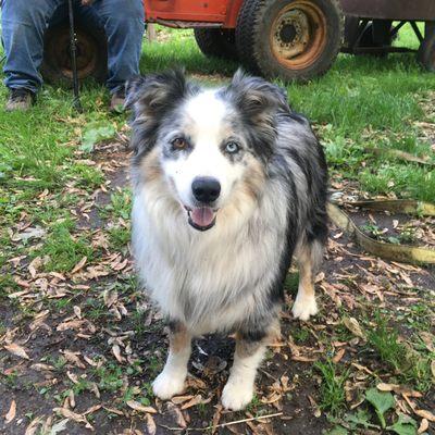 Loveable well behaved farm dogs