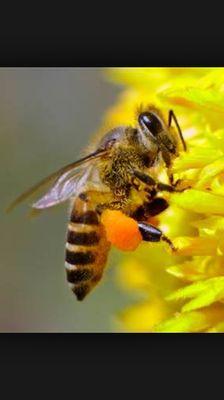 We save honey bees , call us !