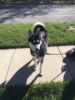 A happy Husky