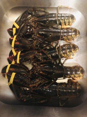 Live Lobsters @ $7.99/lb.