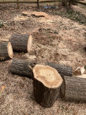 Mario And Sons Stump grinding