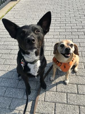 Teddy & Madden on an early morning buddy walk