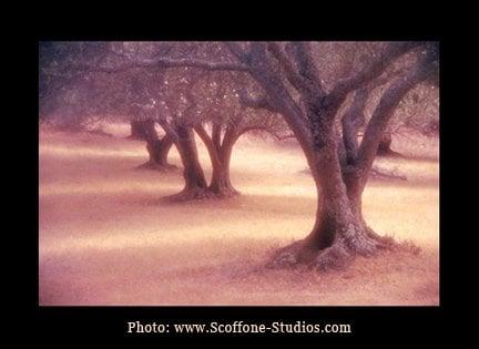 More of my landscape photography can be seen at my studio's website: www.scoffone-studios.com