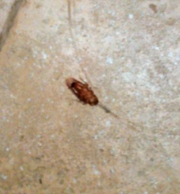 Cockroach in the bathroom.