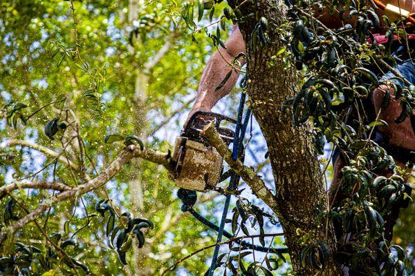 Volusia Tree Removal