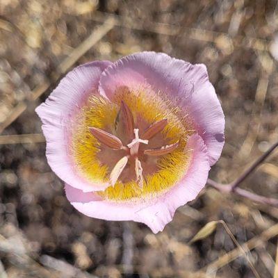 Plummer's mariposa lily