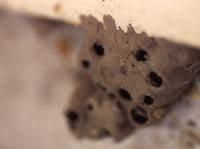 Mud Wasp Nest