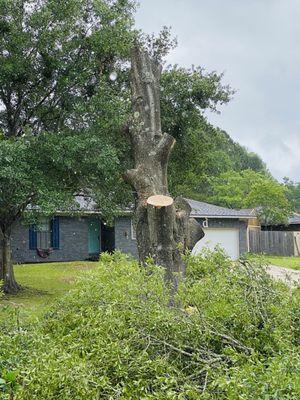 Front yard tree almost done.  Limbs removed.