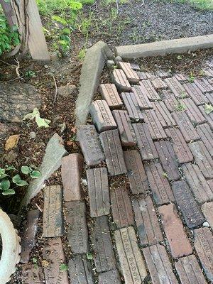 Bricks have bumped up at the base of this large Catalpa Tree.