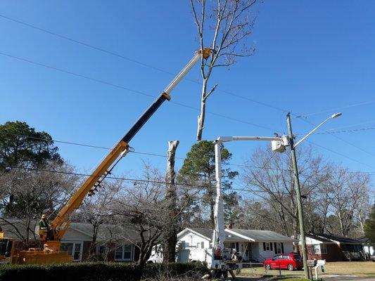 NBC Tree Services