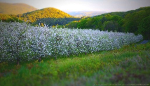 The orchard is surrounded by mountains....