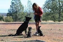 Dog Heelers