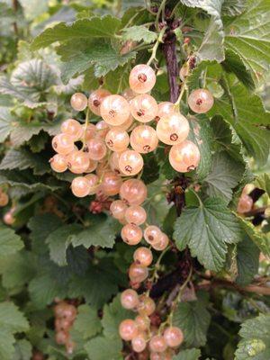 White currants