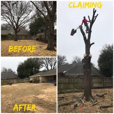 Tree removal