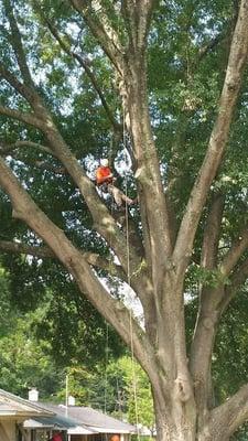 Holloway’s Tree Care