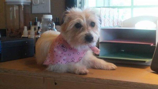 Sweet girl spending time with her groomers on their desk