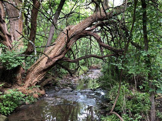 A Scene Along the Trail at Cedar Creek