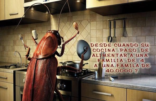 Don't Let the Roaches take control of your Kitchen