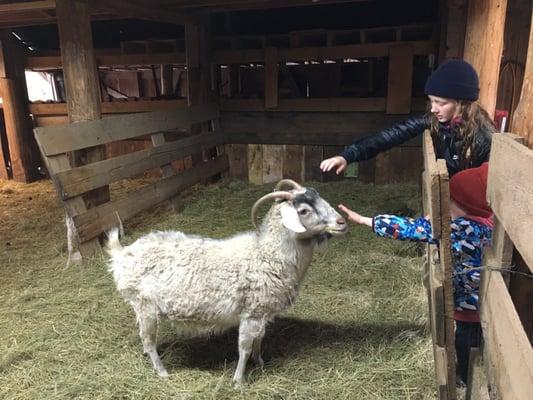 Cute ranch goat.