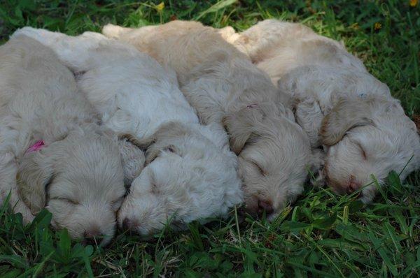 Ocean View Labradoodles