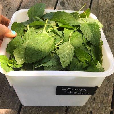 Lemon Balm Harvest