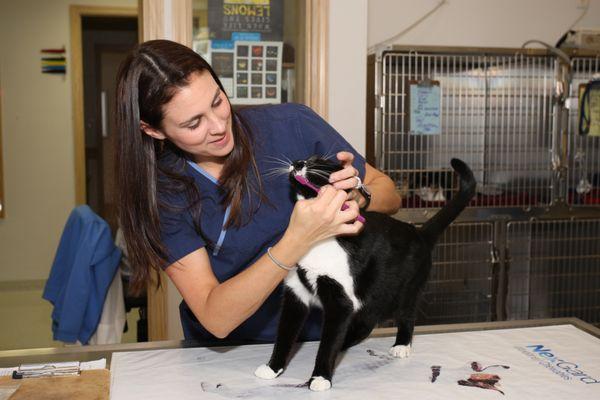 Longwood Veterinary Center