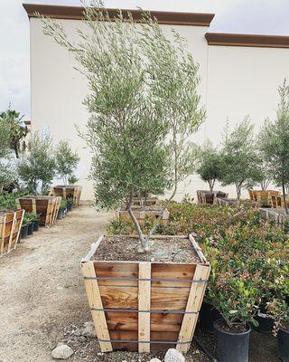 Wilson Olive Tree was planted in Huntington Beach.