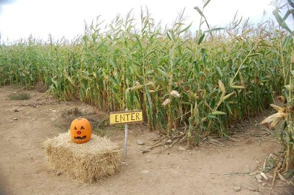 Corn maze entrance