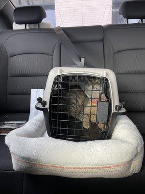 after spaying pick up ride home