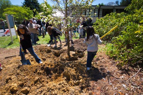 Tree planting in Anaheim, CA