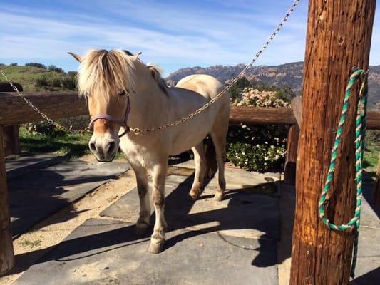 Fiona after the ride.