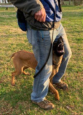 Malinois Yearling Reagan practicing her competitive obedience.