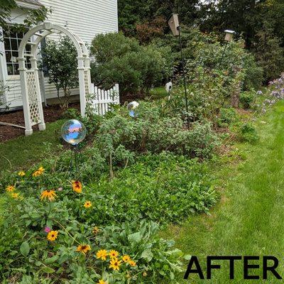 Helped homeowner prune and weed overgrown bushes and gardens to reveal beautiful selection of pollinator plantings.